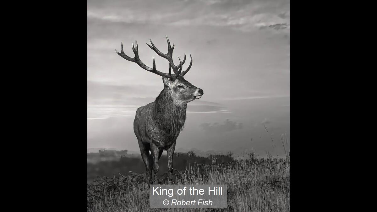 King of the Hill